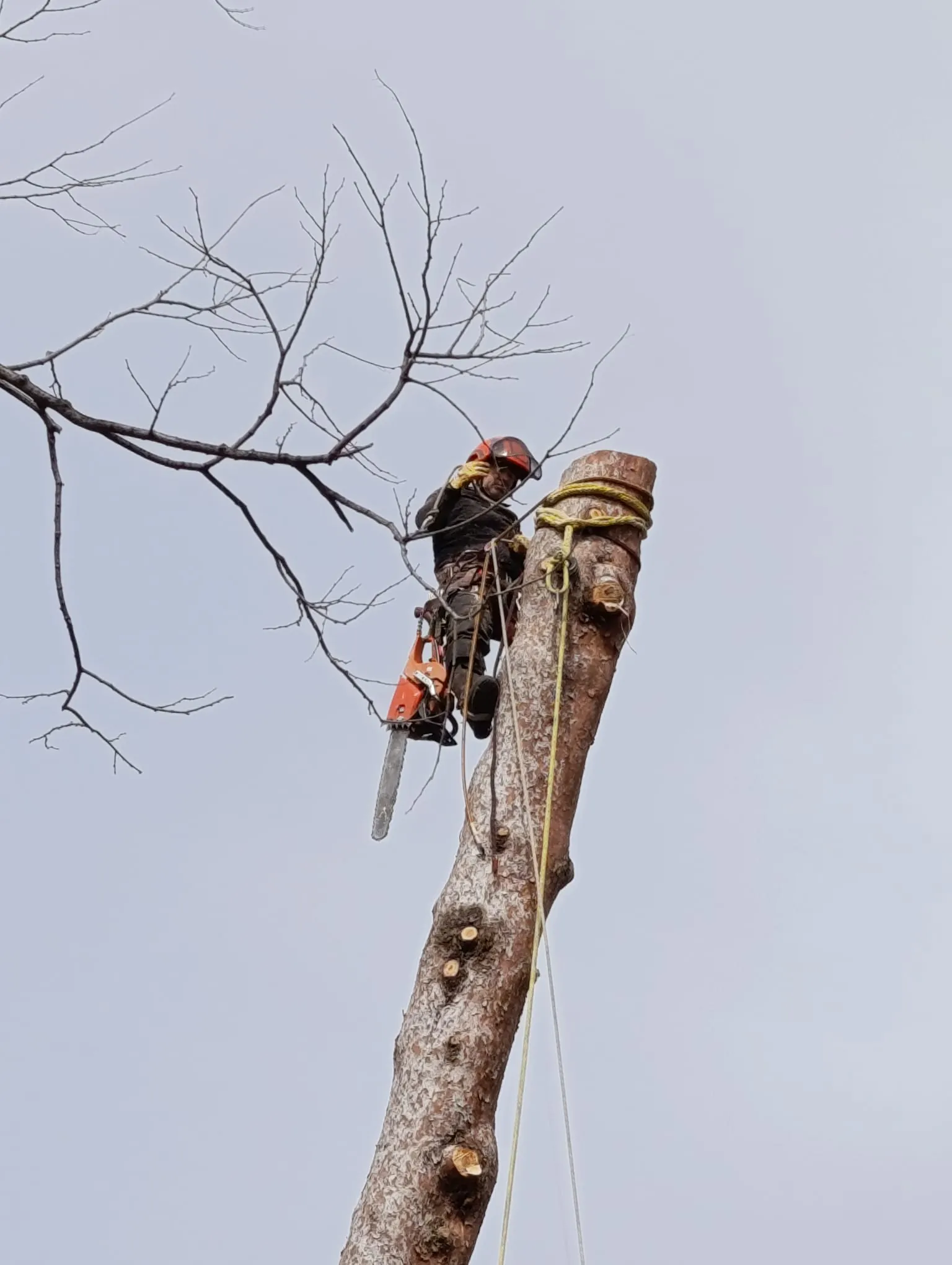 Arborista amb motoserra assegurat amb cordes a dalt d’un tronc