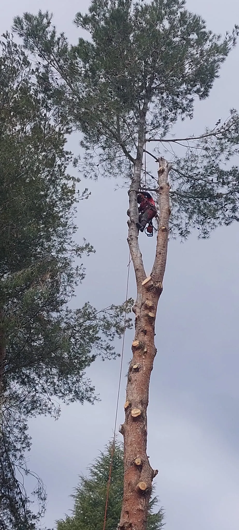 Arborista amb motoserra penjat d’un pi, tallant-ne una branca principal